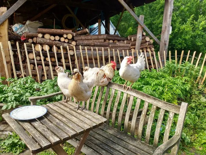 Chickens