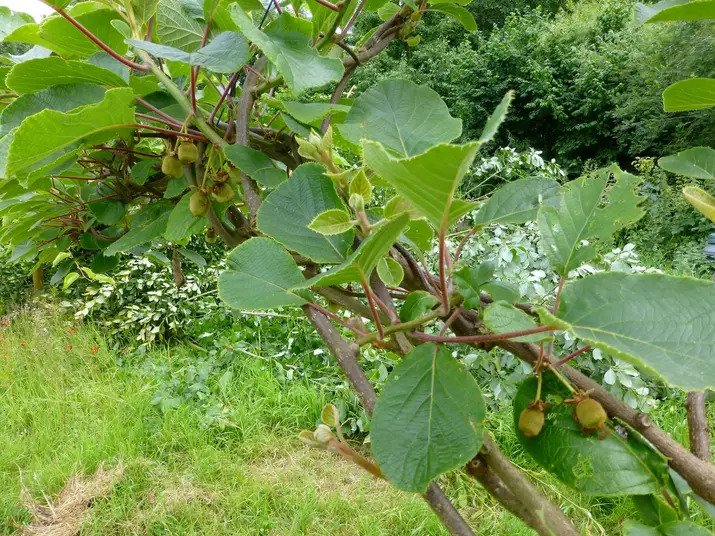 Kiwi Garden