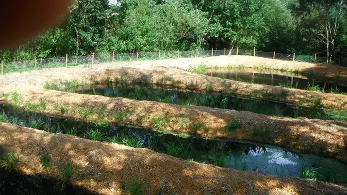 Early days of wetland system