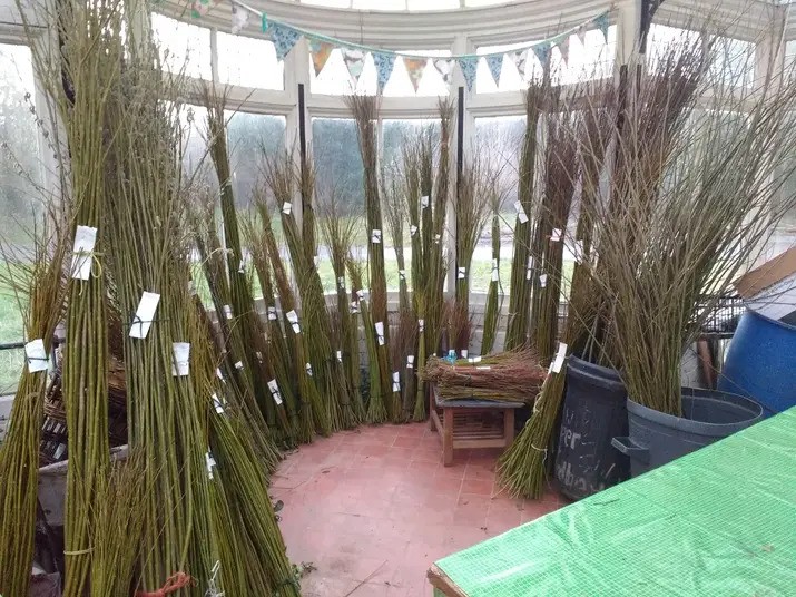 Willow harvest